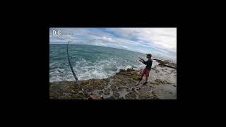 Maior Tibiro que já peguei, Pescando em cima das Pedras do Mar #shorts #rockfish #pescaria