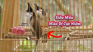 26.11 - Mào Dị Cực Hiếm, 9 Chào Mào Mãn Nhãn AE Cùng Xem / Cực Phẩm Cực Hay Rớt Ví