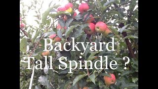 Tall Spindle Apples at Home