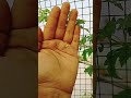 bitter gourd 😍❣️👌 plantlove plants shortvideo