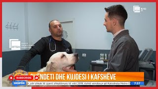 Shokon veterineri: Nga kafshimi i maces u shtrova pesë ditë në infektiv | Mirëmëngjesi Shqipëri