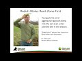 podcast planting radish with cash grain wheat for higher yields