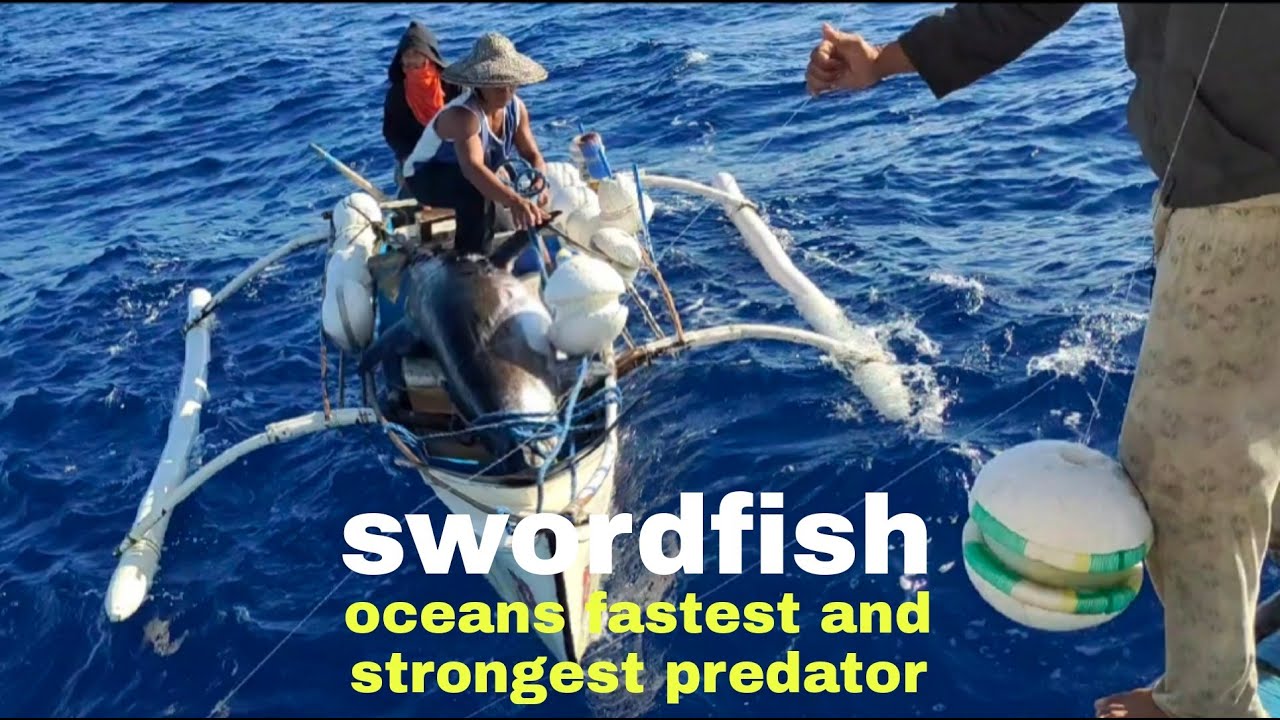 Catching Swordfish At Rebecca Dawson Blog