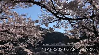 11APR2020 Garyū Park/須坂市臥竜公園（日本桜100選）