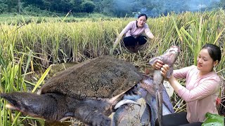 The way to catch fish and giant turtles in the wild fields and bring them to the market to sell.