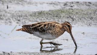 1140129 The common snipe feeding at Hsin-Nan wetland.