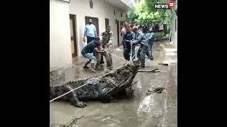 Gigantic Crocodile Sweeps into Residential Area During Rains in Uttar Pradesh | #viralvideo |#viral
