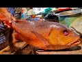 Amazing Giant Red Snapper Fish Cutting Skills Live In Bangladesh | Fish Cutting Skills