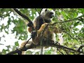 diademed sifaka – madagascar’s most beautiful lemur