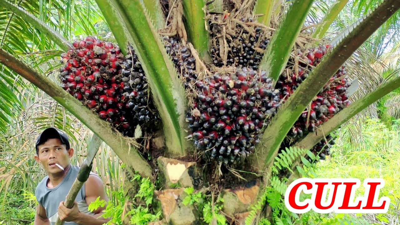 Panen Kelapa Sawit Di Kebun Sendiri - YouTube