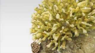 3D Coral Reefs by the Hydrous