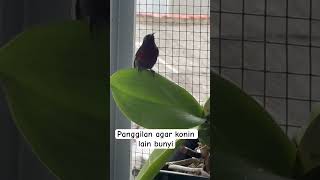 Konin masih kumur kumur #birds  #aviarysederhana  #aviary  #kolibrininja