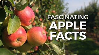 Fascinating Apple Facts