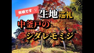 🍁紅葉見頃です(11/29)『中釜戸のシダレモミジ』福島県～いわき市