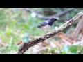 japanese thrush 烏灰鶇