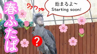 【本日スタート!春のふたば】春のふたばちゃんは何かが違う…【春のふたば1】spring futaba 1  Futaba,the Shoebill　掛川花鳥園  2023年3月