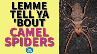 Lemme Tell Ya 'Bout Camel Spiders