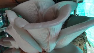 Oyster mushroom ଧିଙ୍ଗିରି ଛତୁ ର ଚାଷ ପ୍ରଣାଳୀ