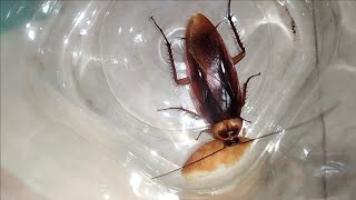 Cockroach video 🪳🙄| Telapoka video 🧐🪳| Arsola video 🪳| 💥2025💥