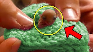 Dogs Find A Tiny Pink Creature In The Dirt, Rescuers Are Shocked When They Find Out What It Is