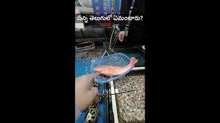 తెలుగులో ఈ చేప పేరు మీకు తెలుసా? China Market #teluguvlogs #shorts #krishnateluguvlogschina #fish