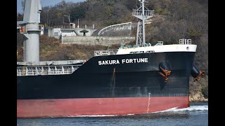 全長182ｍのばら積み船「SAKURA FORTUNE」因島大橋通過　令和7年1月2日