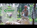 ಈ ಒಂದು ಎಲೆ ಮೂರು ಪಟ್ಡು ಎಲೆಗೆ ಸಮ ಅಂತೆ.. mulberry organic farming