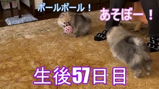 【ポメラニアン】ふうかちゃんの赤ちゃんの生後57日目！【出産・子育て】