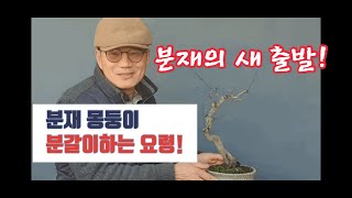 분재소재 처음부터 만들기 /분재 변화과정/분갈이요령