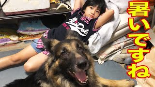 梅雨の休日・シェパード犬マック・孫達と過ごします【VLOG】