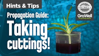 Propagation Guide | How to Take Cuttings | Hints \u0026 Tips