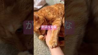 マッサージからのじゃれつき🐱仕留められてみた🐱 #猫 #cat #猫との暮らし #猫のいる暮らし #茶トラ #茶トラ猫