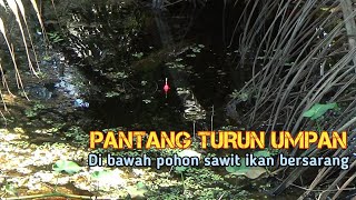 Umpan Jatuh Langsung Di Sambar, Mancing Tepat Di Sarang Ikan Kepar Dan Betok || SF-95