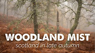 Exploring a Misty Woodland in Scotland in Autumn