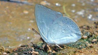 Indian Sunbeam Butterfly On My Finger | Beauty of Butterfly