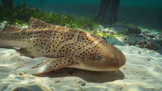 Saving the Zebra shark