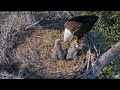 2025 jan 13 2 eaglets ce12 u0026 ce13 captiva side ptz eagle cam connie u0026 clive review bird life