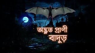 অদ্ভুত প্রাণী বাদুড় সম্পর্কে কিছু অজানা তথ্য | Bat Animal  | Info Type