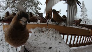 Brown-Capped Rosy Finches