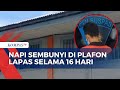 Sembunyi 16 Hari di Plafon Lapas, Napi di Pontianak Ditemukan Terbaring Lemas