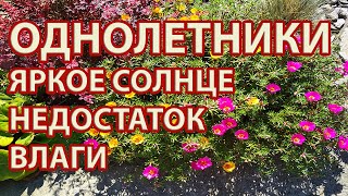 Засухоустойчивые однолетники для создания цветников с минимальным уходом на сухих солнечных участках