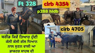 #Breeding in murrah /top#Bulls /Gholu bhai punjab moga /ਡਾਕਟਰ ਸਾਹਬ ਦੀਆਂ ਗੱਲਾਂ ਸੁਣਨ ਵਾਲੀਆਂ #hldb#cirb