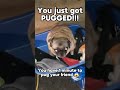 You got PUGGED! #pug #funny