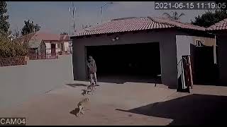 PITBULL ATACA LADRÃO QUE TENTAVA INVADIR... (CAMERAS DE SEGURANÇA)