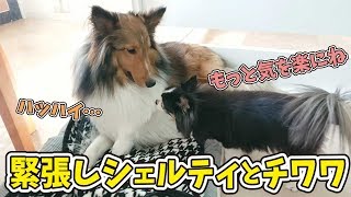 緊張しシェルティとチワワ 【ひみつきちなう！②】2019年4月20日