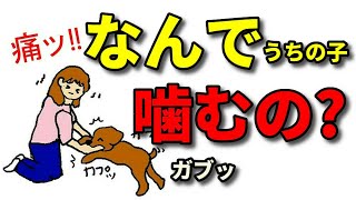 【子犬 甘噛み】子犬は何で甘噛みするの？本気噛みになるのはどんな時？どうしたら直るの？本気噛みにならない為には？【犬のしつけ＠横浜】by遠藤エマ先生