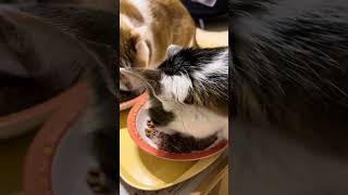 朝ごはんの時間です。食べます。３ニャン揃って食べます。#cat #cats #猫繋がり #猫の好きな人とか繋がりたい #朝ごはん #猫のいる暮らし #家猫 #ネコ #猫 #ねこ