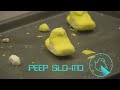 peep endurance dunking peeps in liquid nitrogen