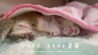 シマリス　キキちゃんのお昼寝のご様子　Kiki's nap