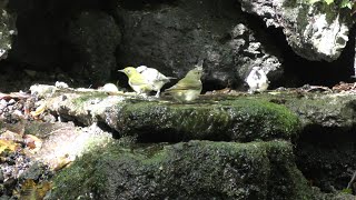 山中湖 大洞の泉のメジロとシジュウカラとヒガラとキビタキ（雌）その１（4K動画）